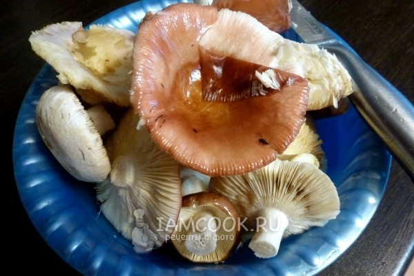 Mushrooms clean and wash