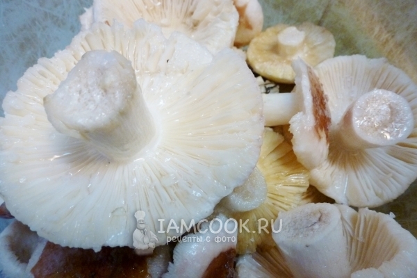 Salt Mushrooms
